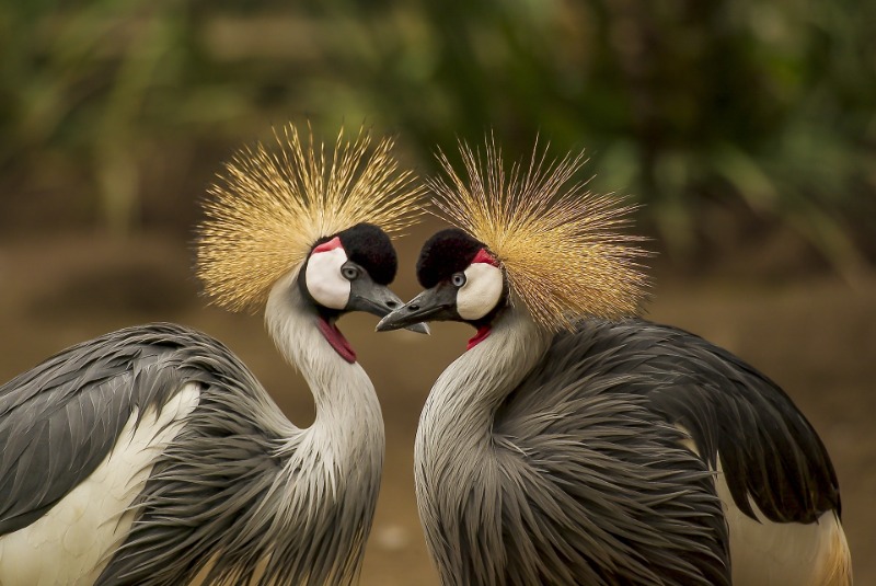 National parks in Tanzania with gray cranes