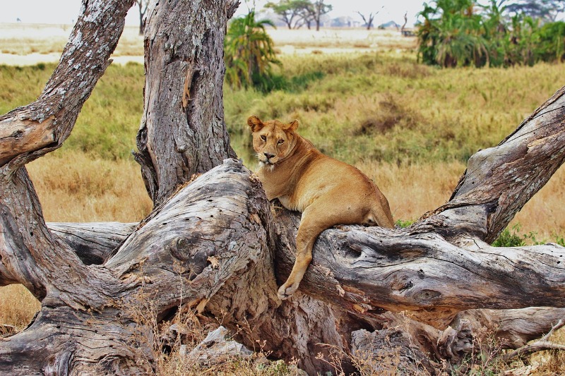 volunteer Tanzania program protecting lions