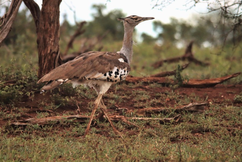 Kori bustard in the Serengeti National Park