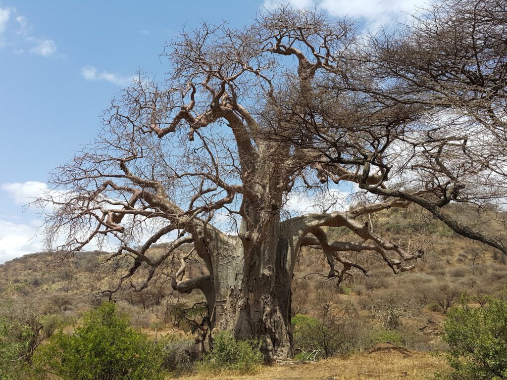 National parks Tanzania with the baobab tree