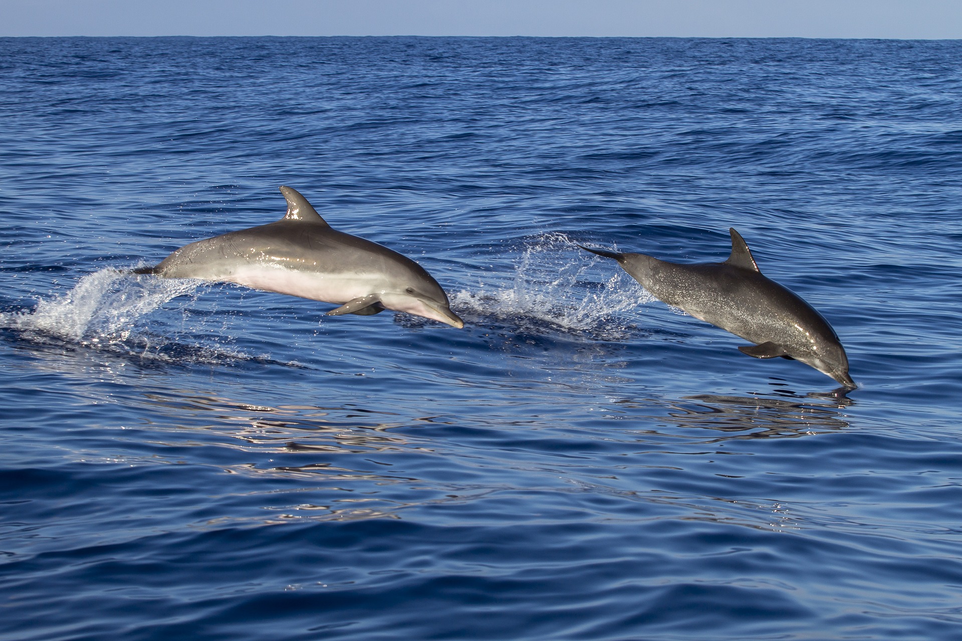 Volunteer Tanzania dolphin project