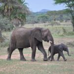 Elephants in the Serengeti National Park