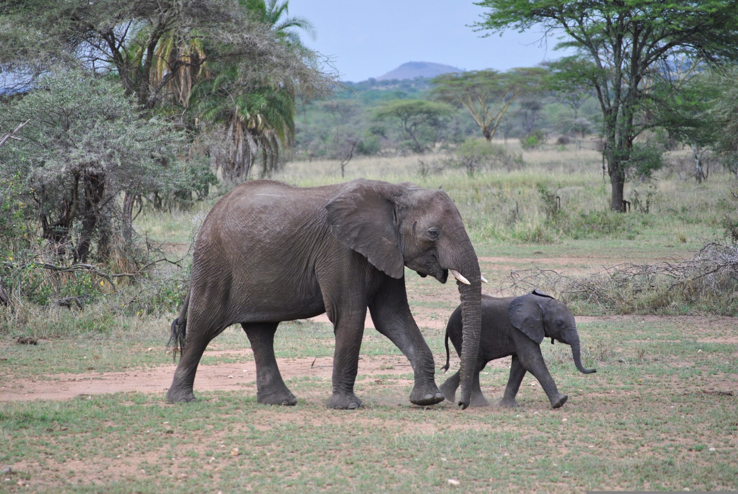 Elephants in the Serengeti National Park