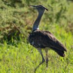 Kori bustard in Serengeti National Park