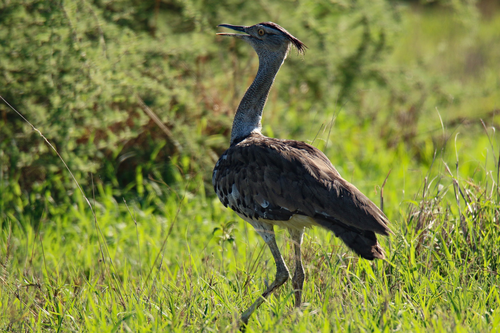 Kori bustard in Serengeti National Park