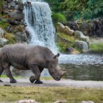 Rhino walking