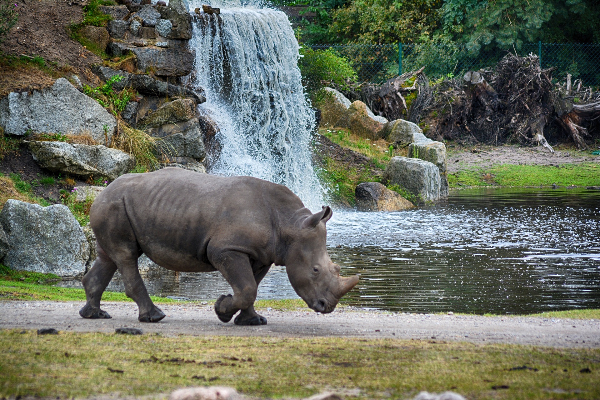 Rhino walking